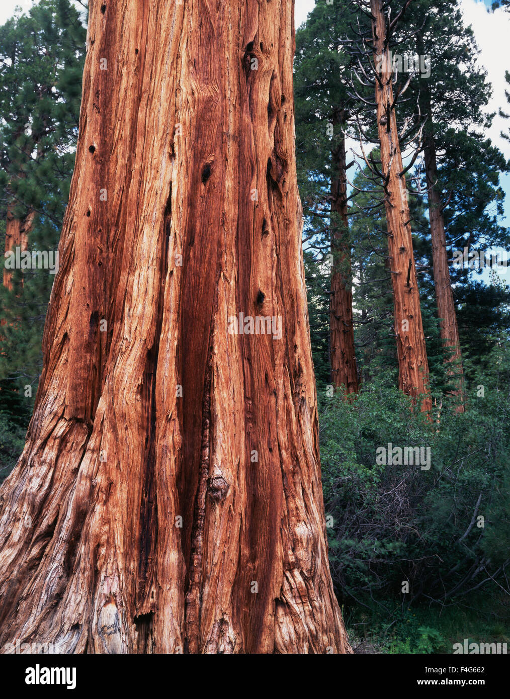 California, Sierra Nevada Mountains, Stanislaus National Forest, An Incense-cedar (Calocedrus decurrens) Forest. (Large format sizes available) Stock Photo