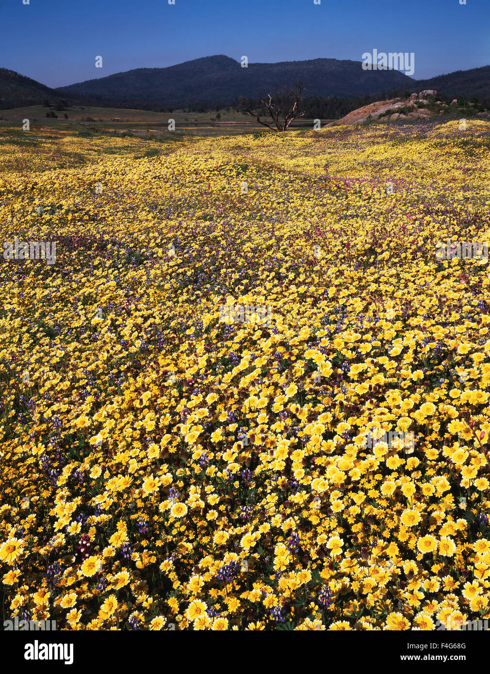 California, San Diego, Rancho Cuyamaca State Park, Tidy Tips wildflowers (Layia platyglossa) around Cuyamaca Lake. (Large format sizes available) Stock Photo