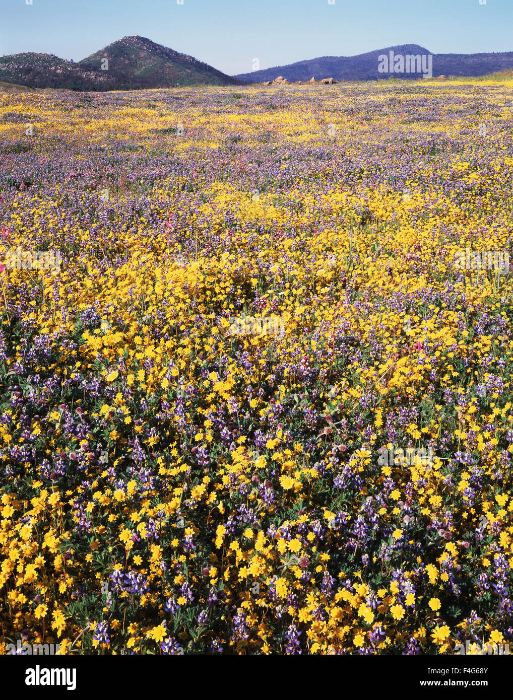California, Rancho Cuyamaca State Park, Goldfields (Lasthenia californica) and Lupine (Lupinus) wildflowers after the massive Cedar Wildfire and torrential rains below Stonewall Peak. (Large format sizes available) Stock Photo