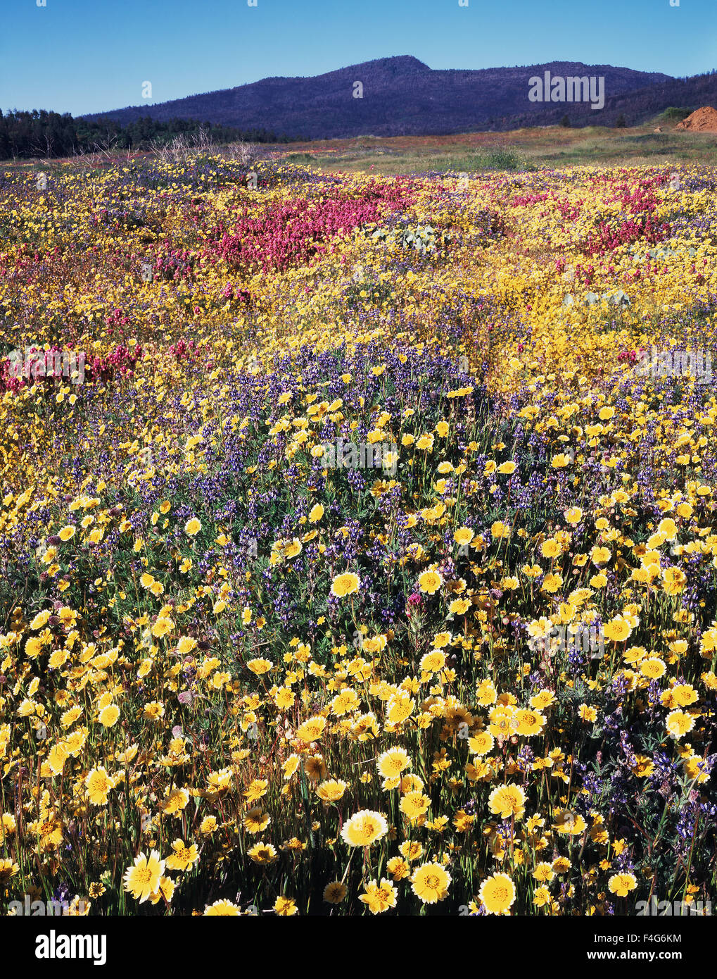 California, Rancho Cuyamaca State Park, Tidy Tips (Layia platyglossa) and Lupine (Lupinus) wildflowers with Owl's Clover (Castilleja exserta) after the massive Cedar Wildfire and torrential rains around Cuyamaca Lake. (Large format sizes available) Stock Photo