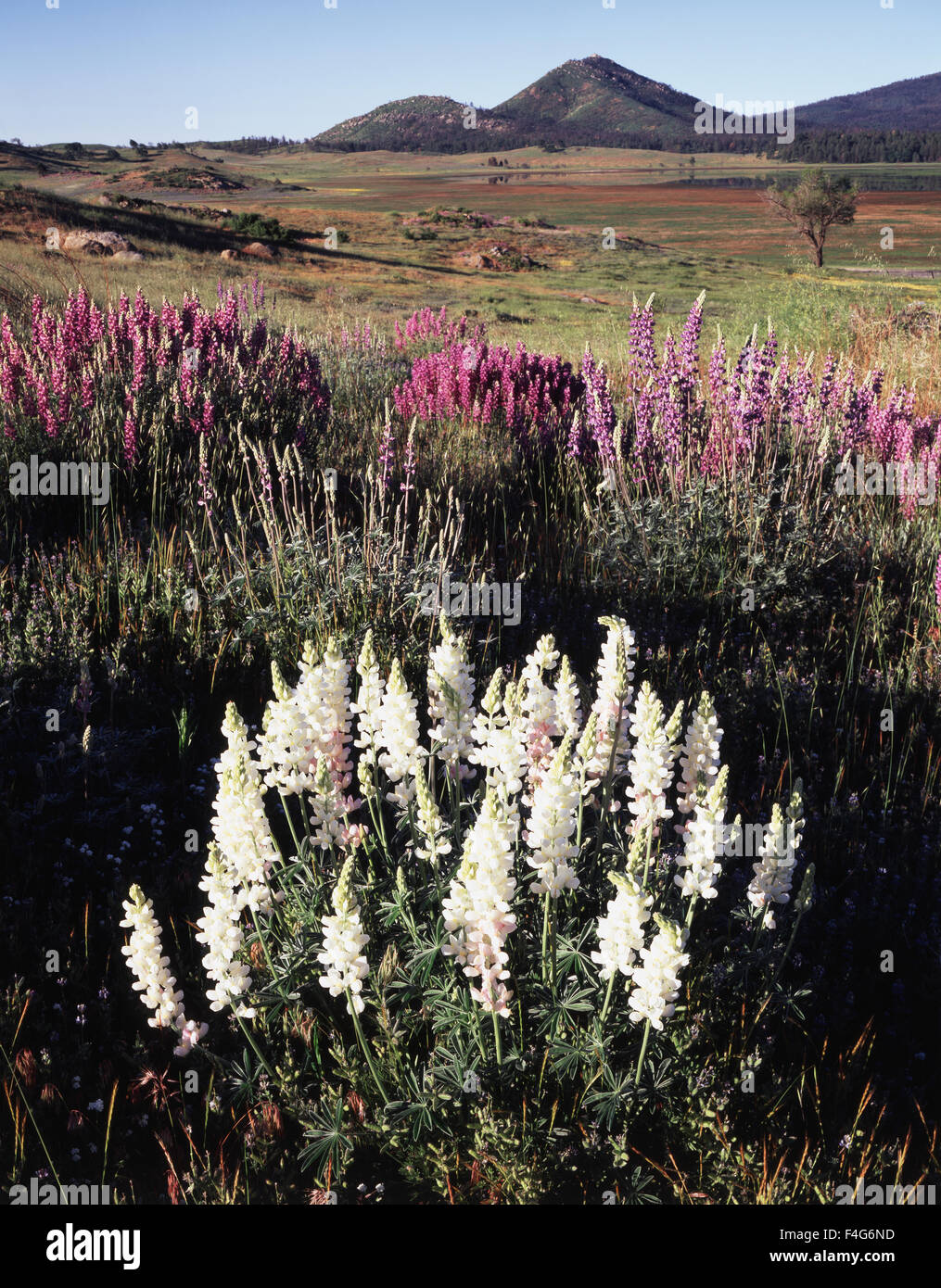 California, Rancho Cuyamaca State Park, Mutated albino white Lupine wildflowers (Lupinus) near Cuyamaca Lake. (Large format sizes available) Stock Photo