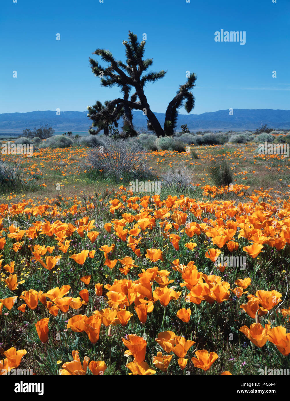 California, Antelope Valley, A field of California Poppy Wildflowers