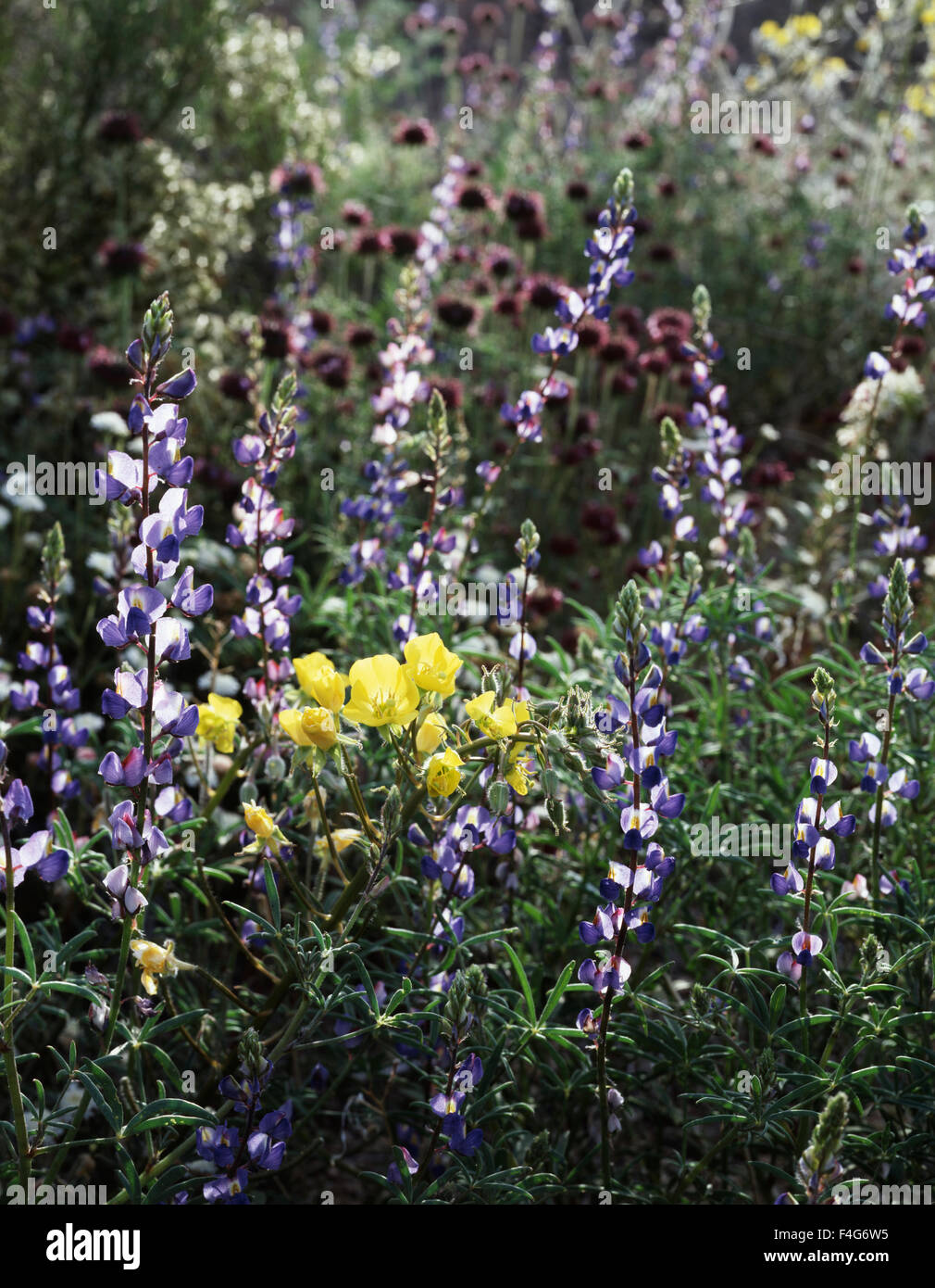 California, Anza Borrego Desert State Park, Sun Cups (Camissonia brevipes) and Lupine (Lupinus) wildflowers in the Colorado Desert. (Large format sizes available) Stock Photo
