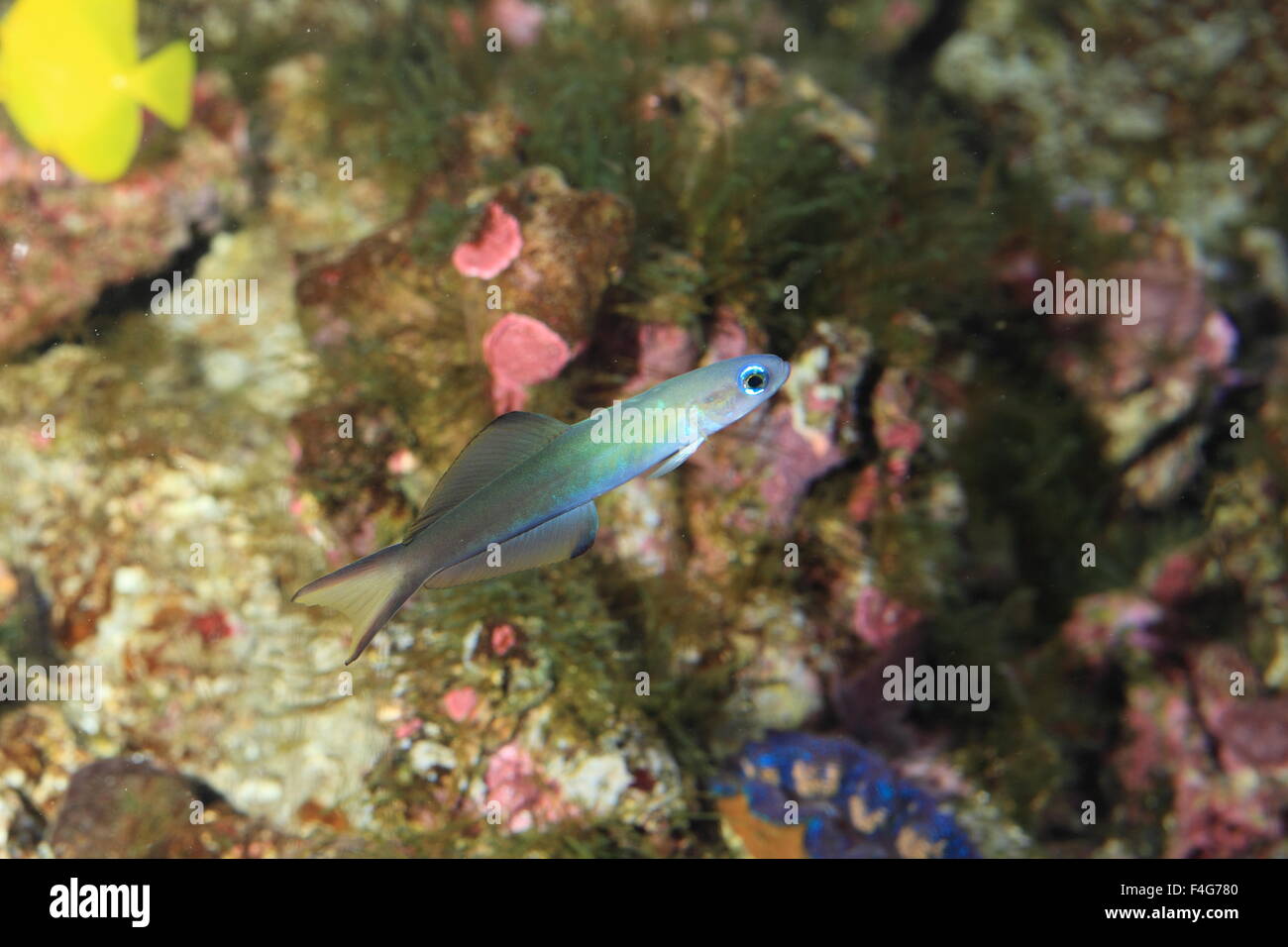 Blue gudgeon (Ptereleotris microlepis) in Japan Stock Photo