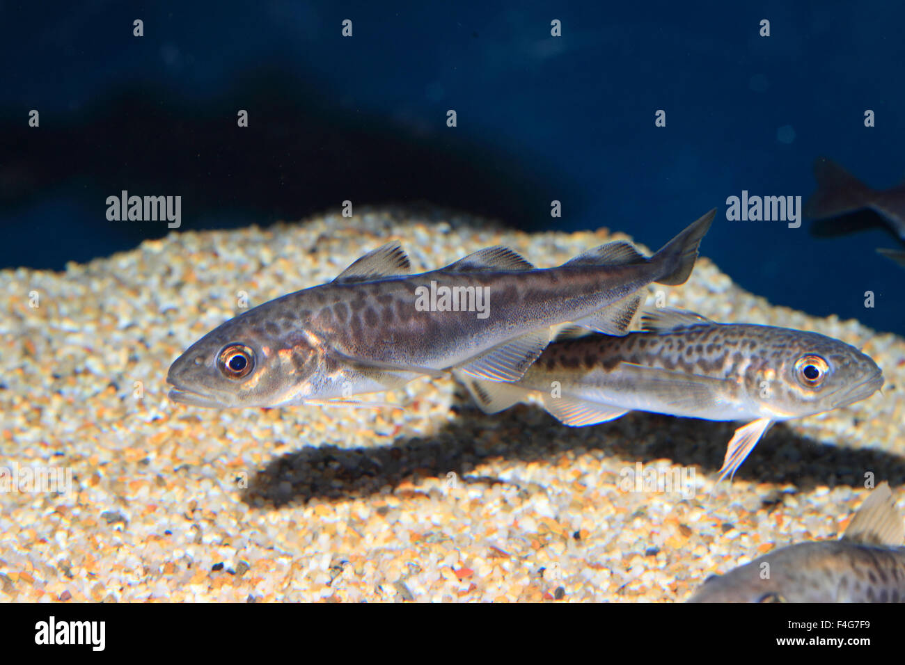 Ocellated Ice Fish (Chionodraco rastrospinosus) Stock Photo