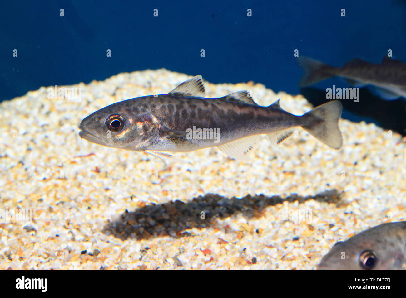 Ocellated Ice Fish (Chionodraco rastrospinosus) Stock Photo