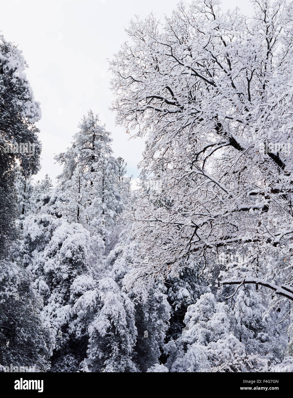 California, Rancho Cuyamaca State Park, A snow-covered oak (Quercus) and pine (Pinus) tree forest. (Large format sizes available) Stock Photo