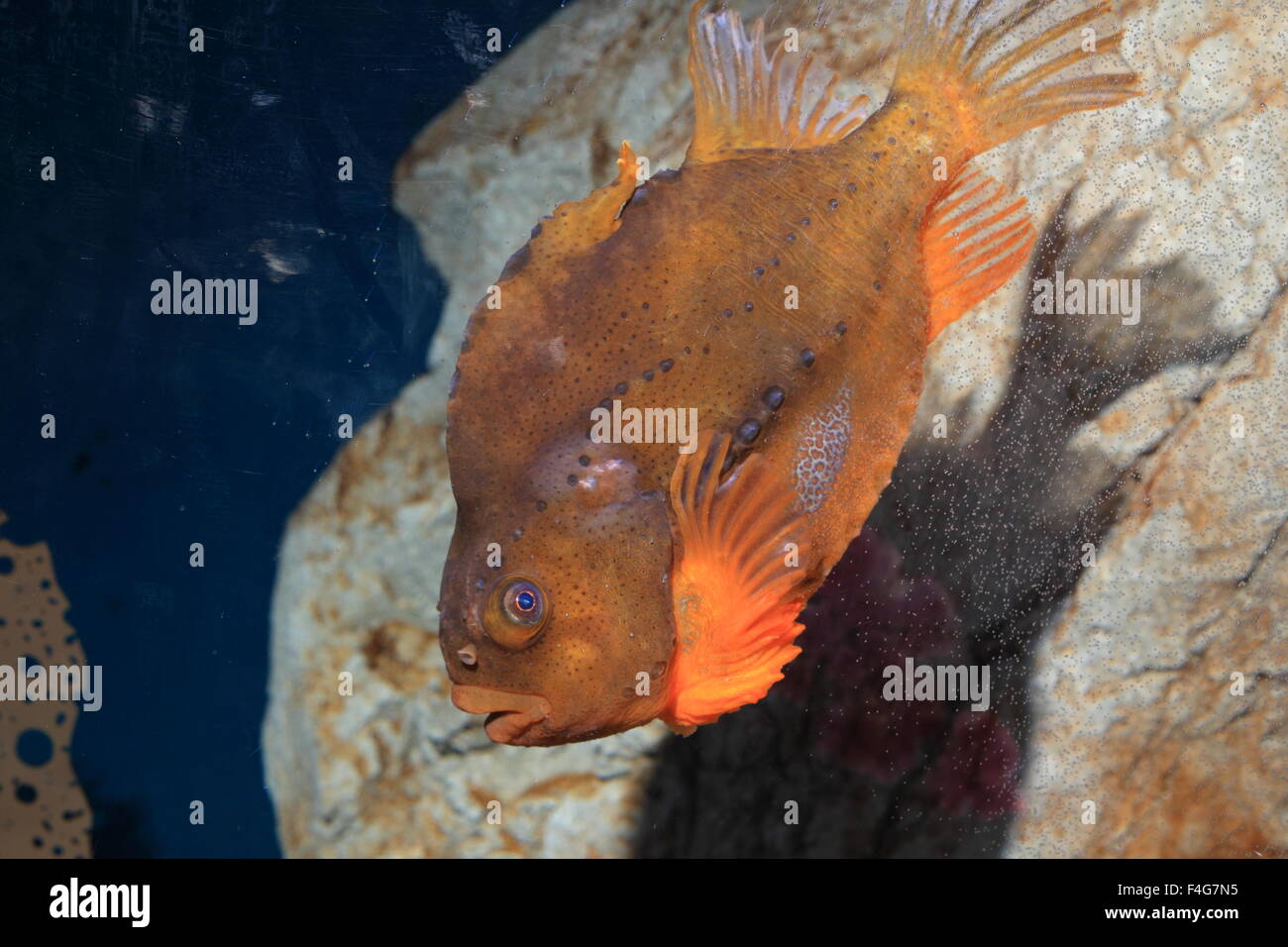 Lumpfish (Cyclopterus lumpus) Stock Photo