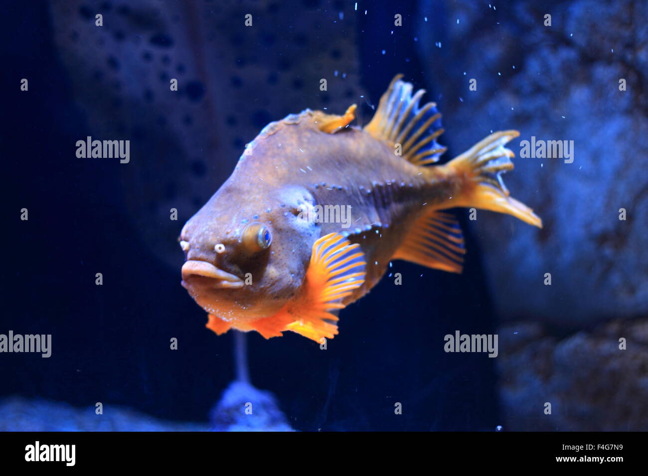 Lumpfish (Cyclopterus lumpus) Stock Photo