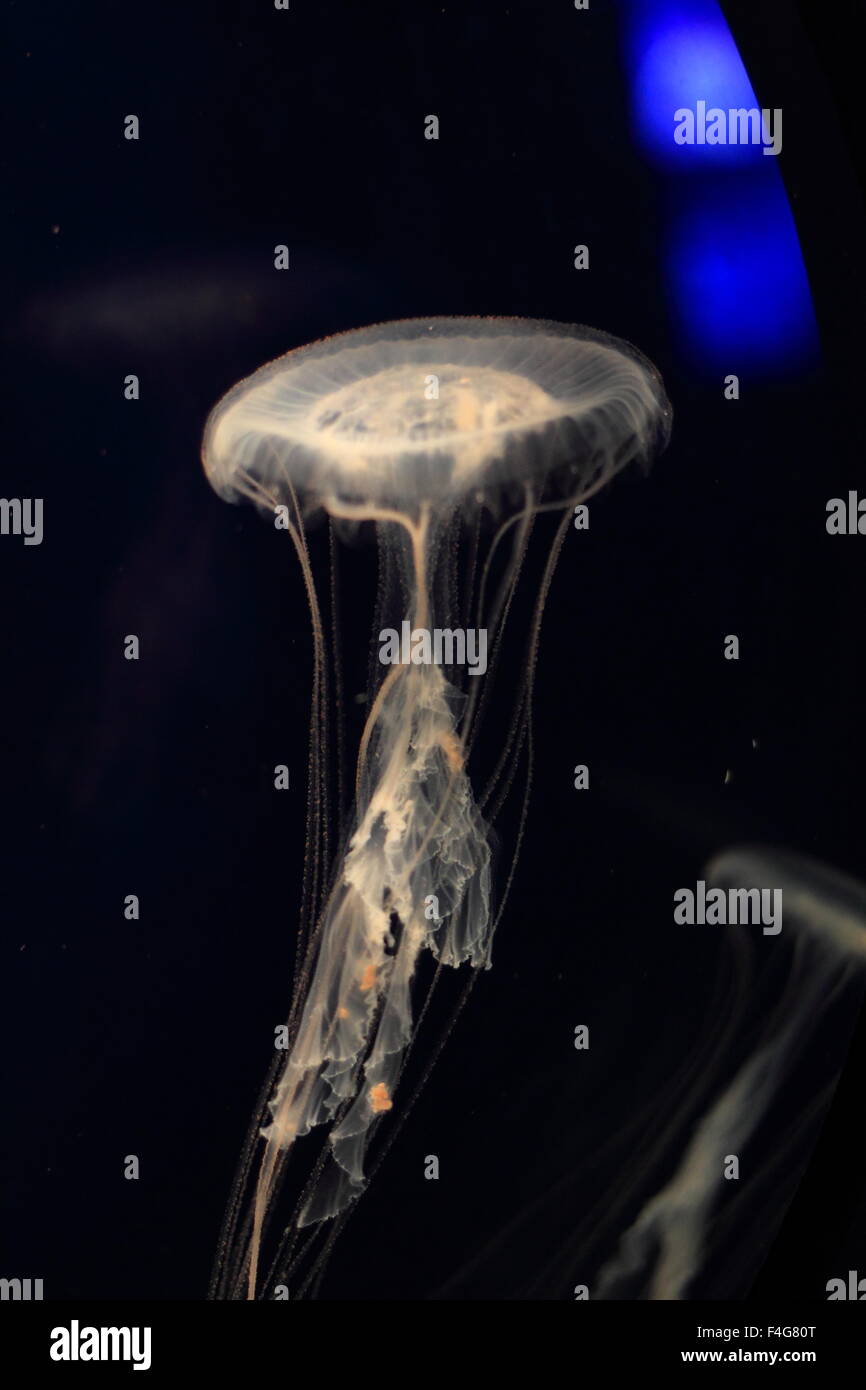 Atlantic sea nettle jellyfish (Chrysaora quinquecirrha) swimming over a black background Stock Photo