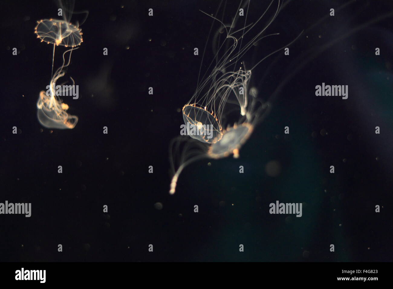Tima Formosa Jellyfish In Japan Hi Res Stock Photography And Images Alamy