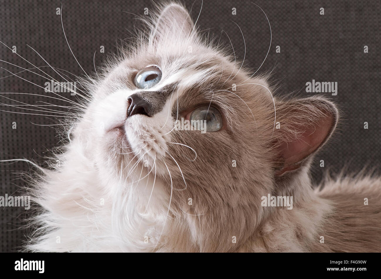 Ragdoll breed of cat face close-up Stock Photo