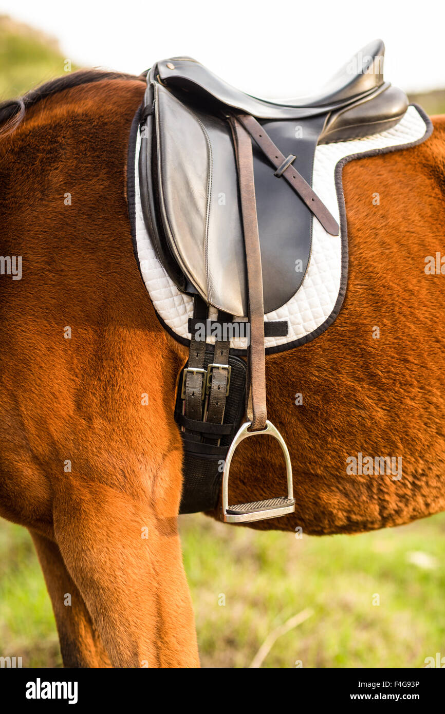 Saddle on a pure bred horse Stock Photo