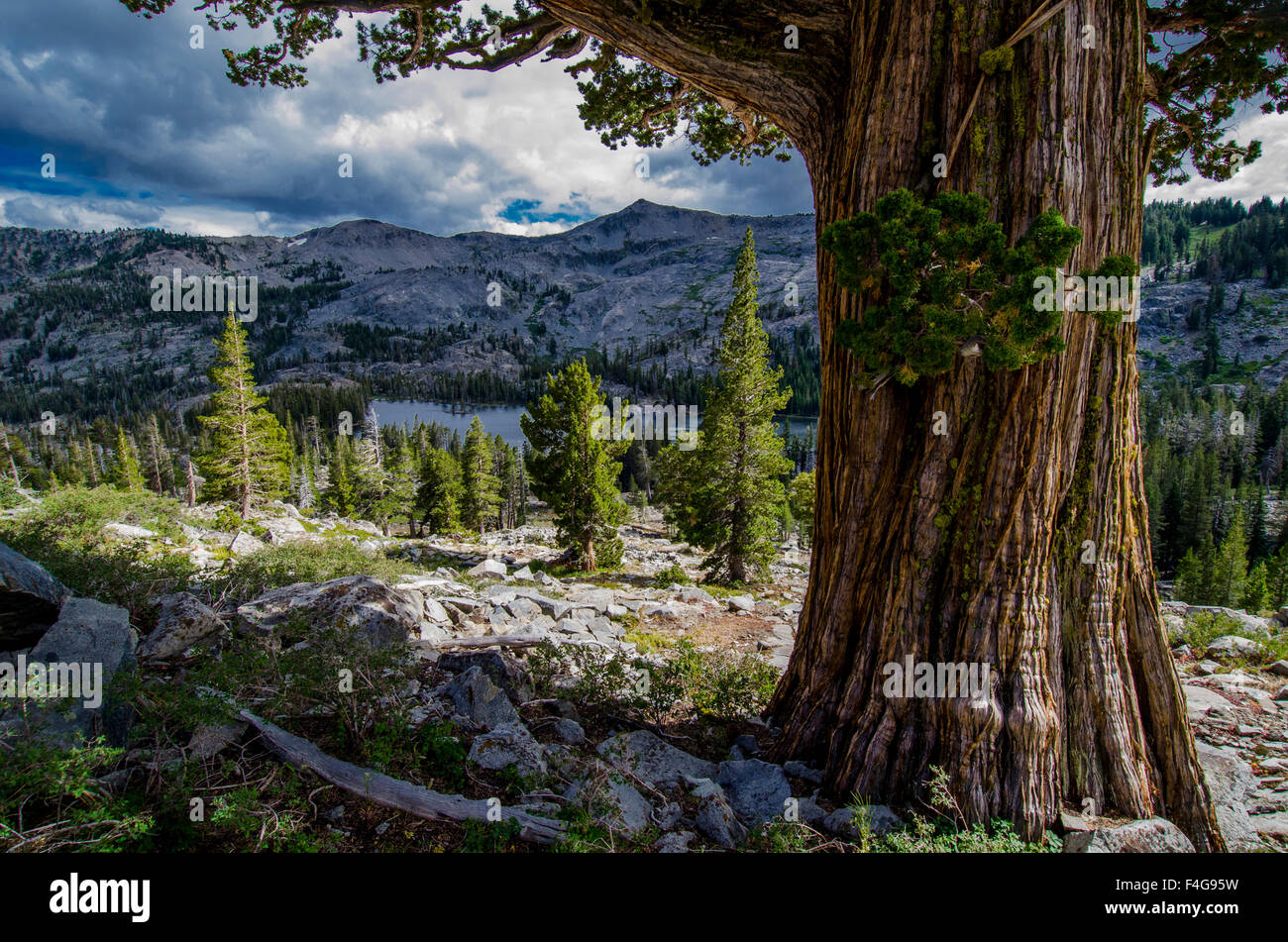 Sierra Juniper and Evergreen Trees above Tamarack Lake, Sierra Nevada
