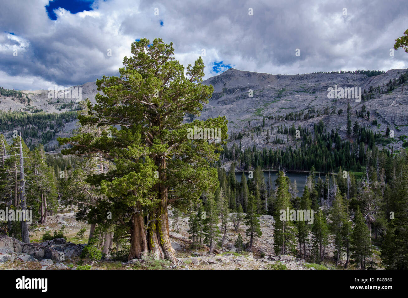 Sierra Juniper and Evergreen Trees above Tamarack Lake, Sierra Nevada