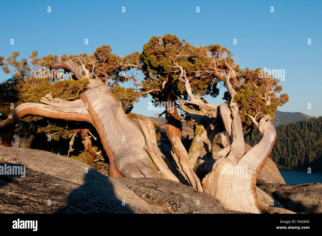 Juniperus occidentalis australis (Sierra Juniper), Echo Lake, Eldorado National Forest Sierra Nevada Mountains, Eldorado National Forest, near Lake Tahoe and South Lake Tahoe City, California Stock Photo