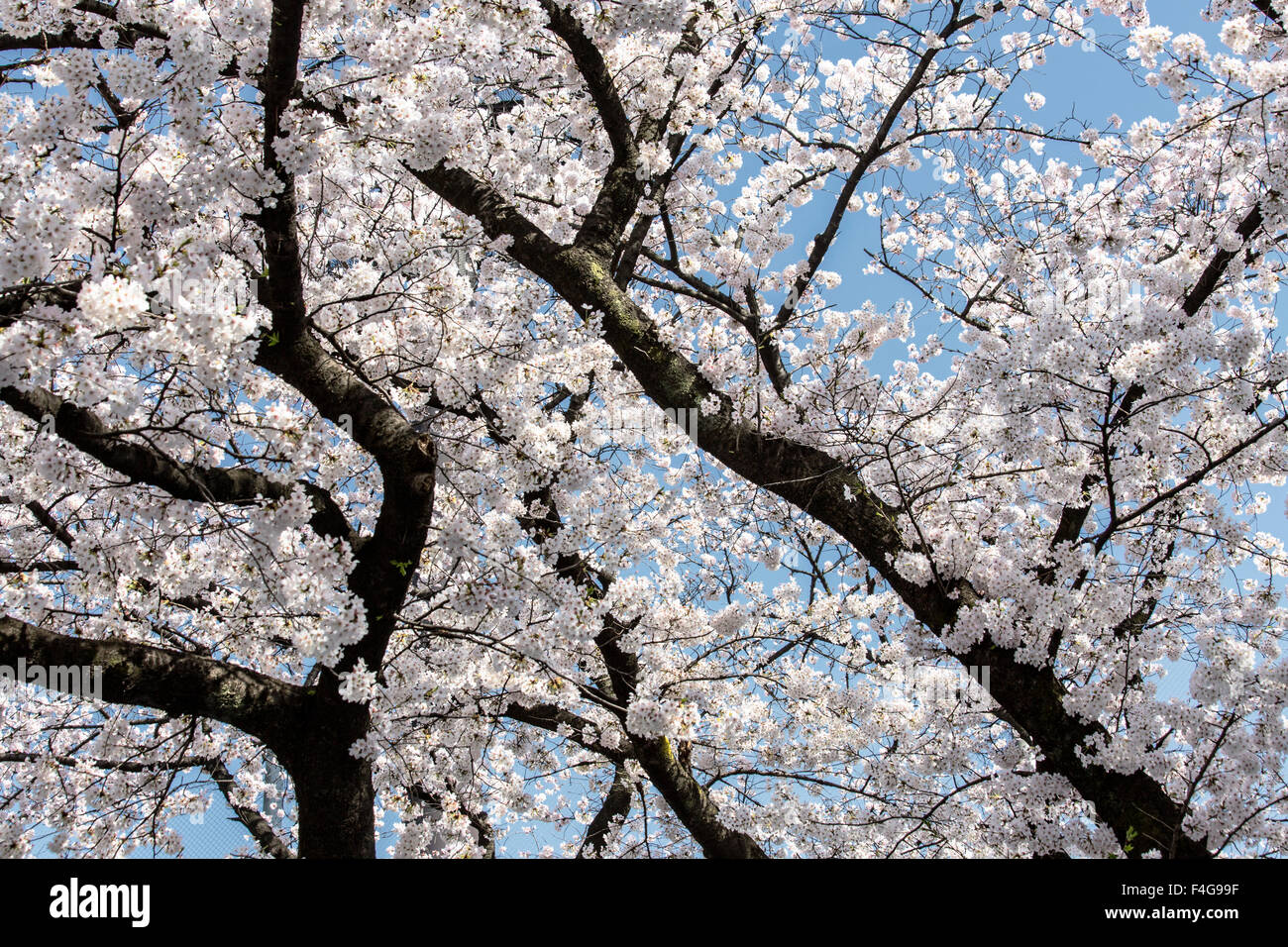 Beautiful cherry blossom trees in Toyko Stock Photo