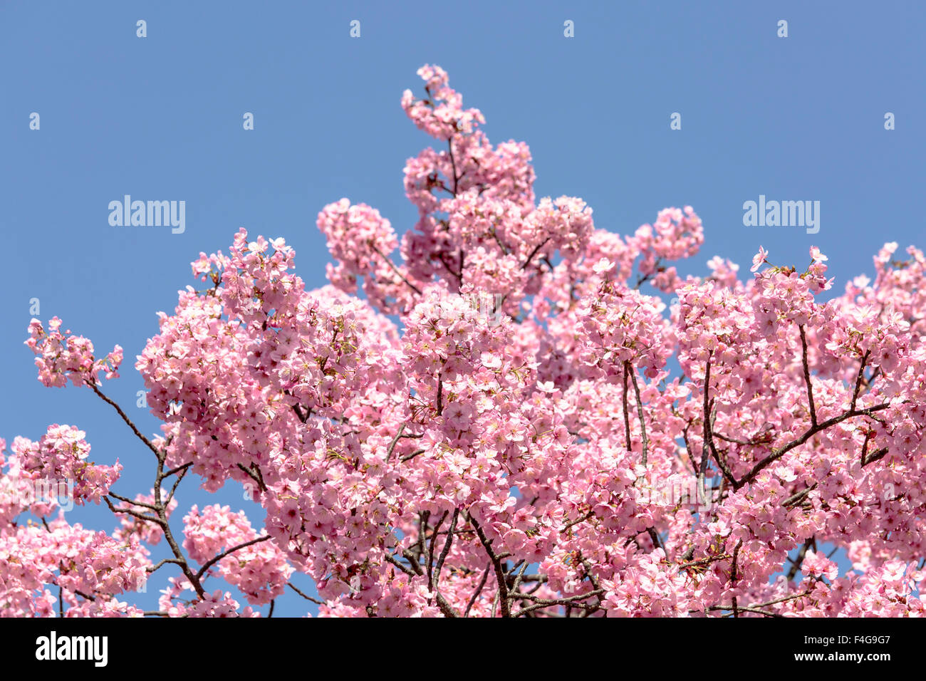 Beautiful cherry blossom trees in Tokyo Stock Photo