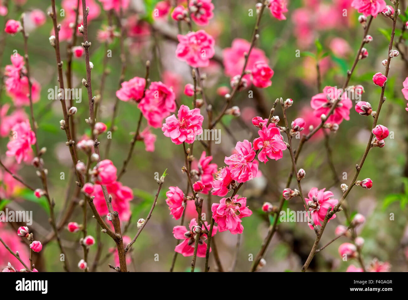 Natural Peach flowers on the mountain Stock Photo Alamy