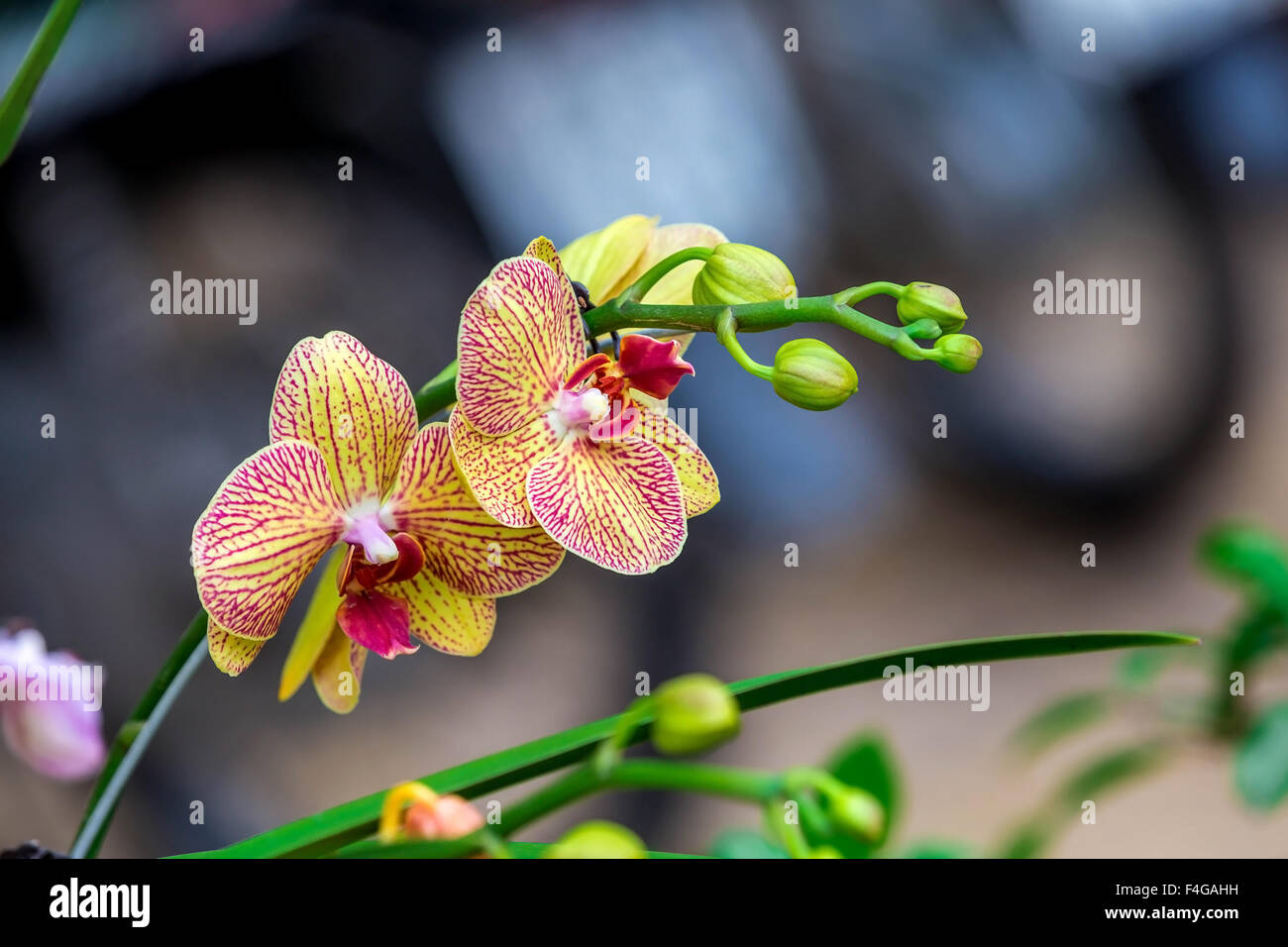 Golden orchid hi-res stock photography and images - Alamy