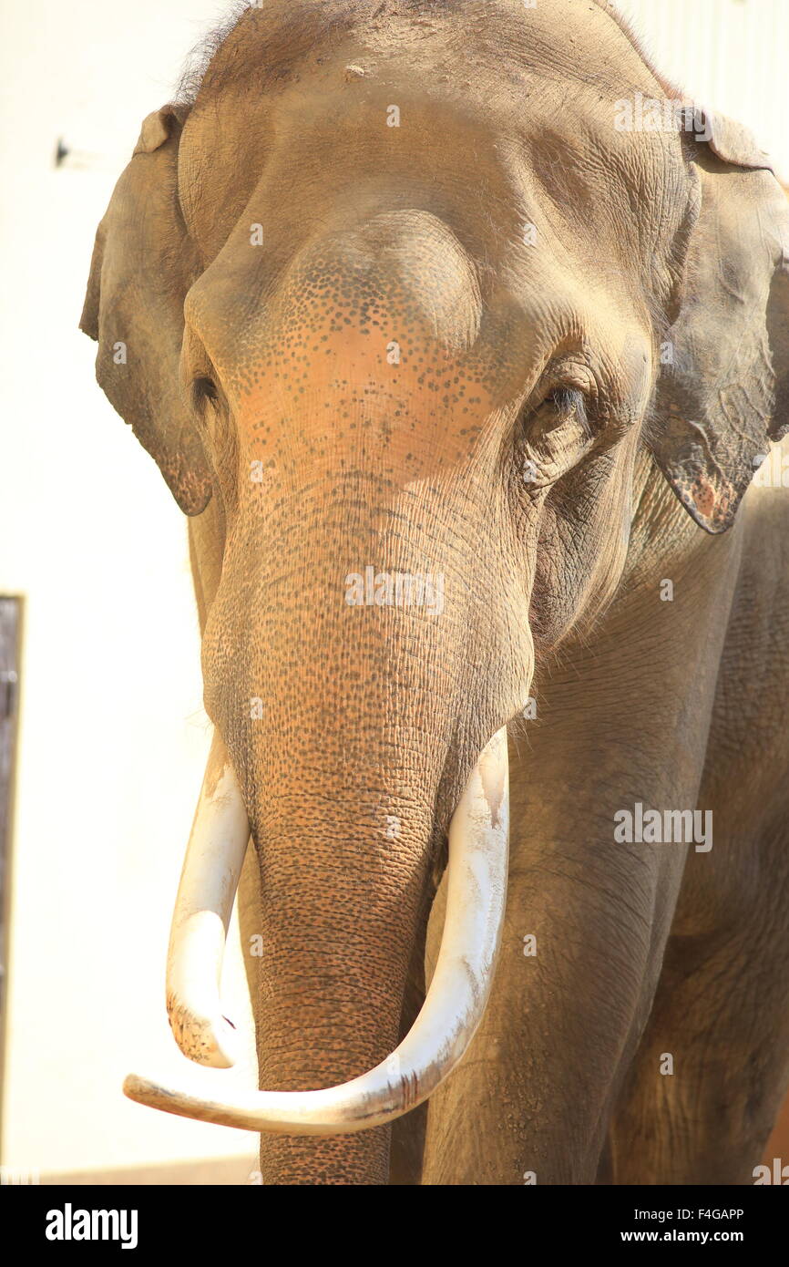 Indian elephant (Elephas maximus indicus) Stock Photo