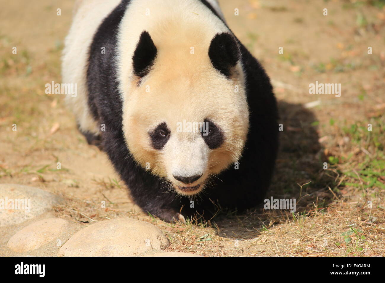 Giant panda (Ailuropoda melanoleuca Stock Photo - Alamy
