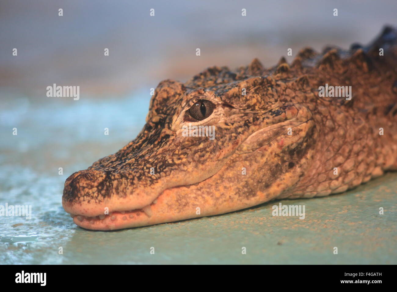 Chinese alligator (Alligator sinensis) Stock Photo
