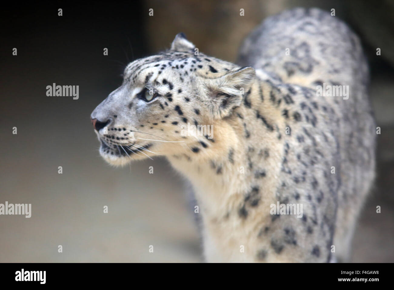 Snow leopard (Panthera uncia) Stock Photo