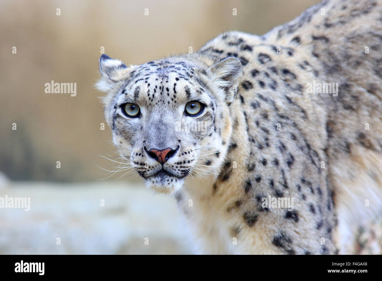 Snow leopard (Panthera uncia) Stock Photo