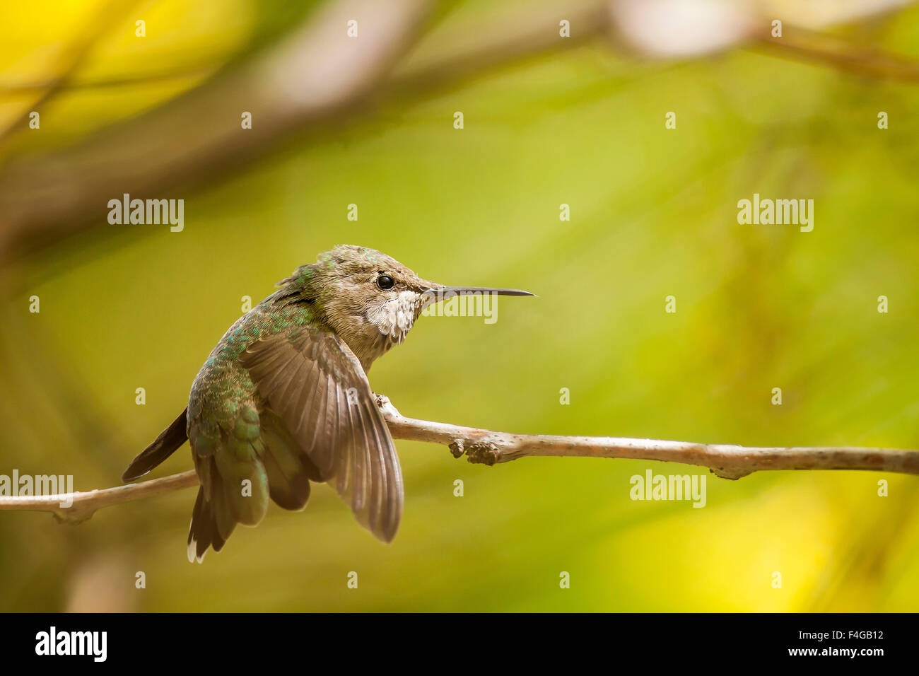 Anna's Hummingbird. At rest and perched. Stock Photo