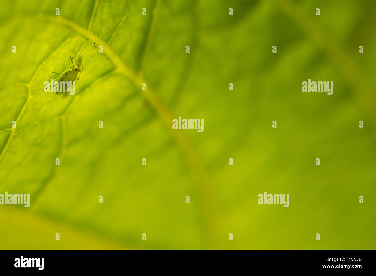Aphid on leaf of angel's trumpet plant, Los Angeles, California Stock Photo