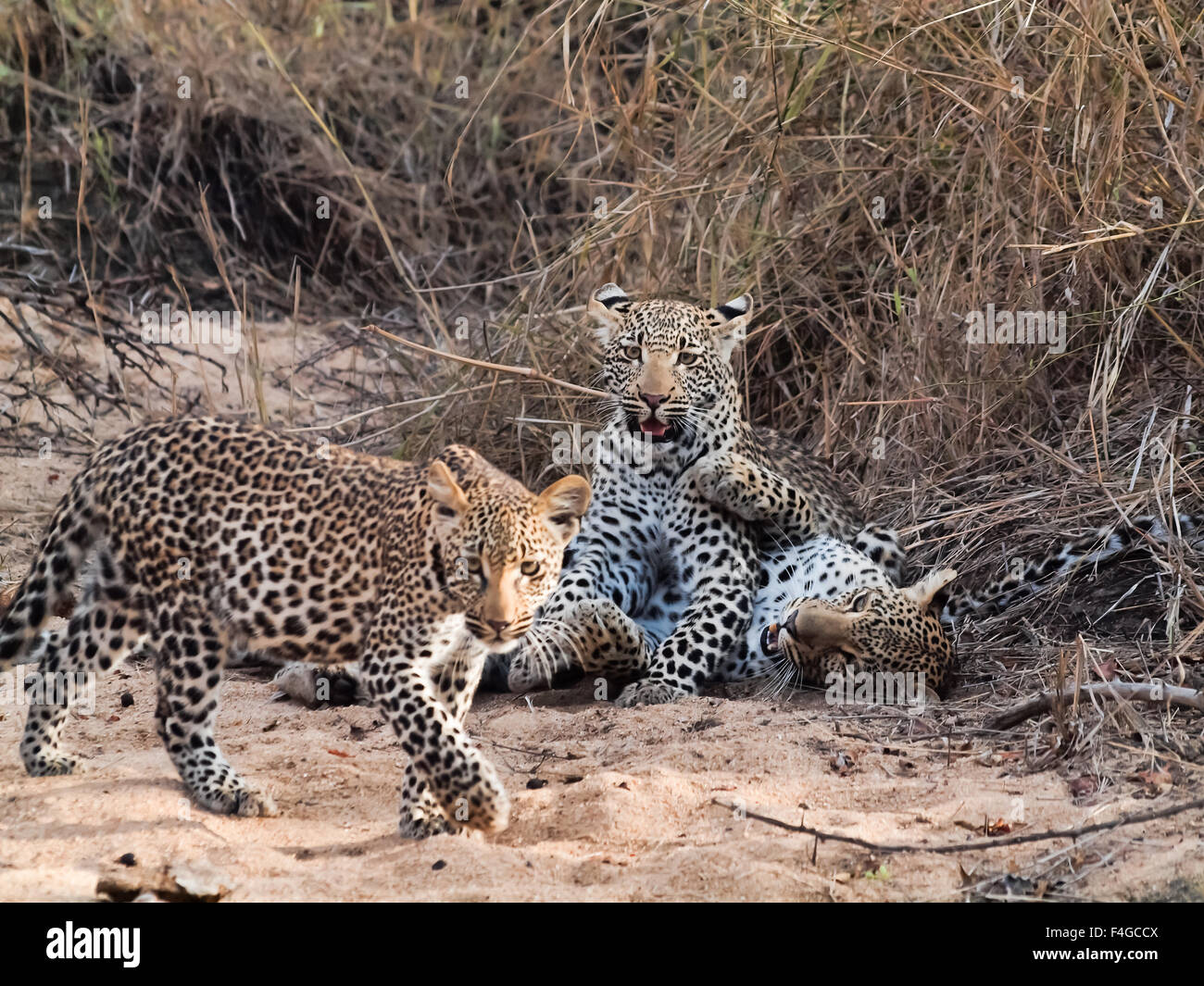 Female leopard playing with cubs at Sabi Sands, South Africa Stock Photo