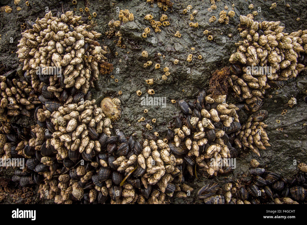 Intertidal zone of clams and barnacles, Pacific Ocean, Northern