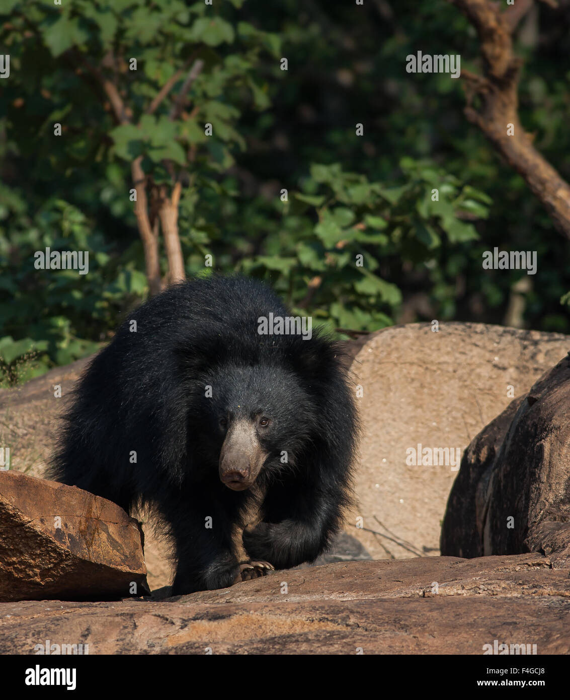 Indian Sloth strikes a pose at Daroji bear sanctuary, Karnataka, india Stock Photo