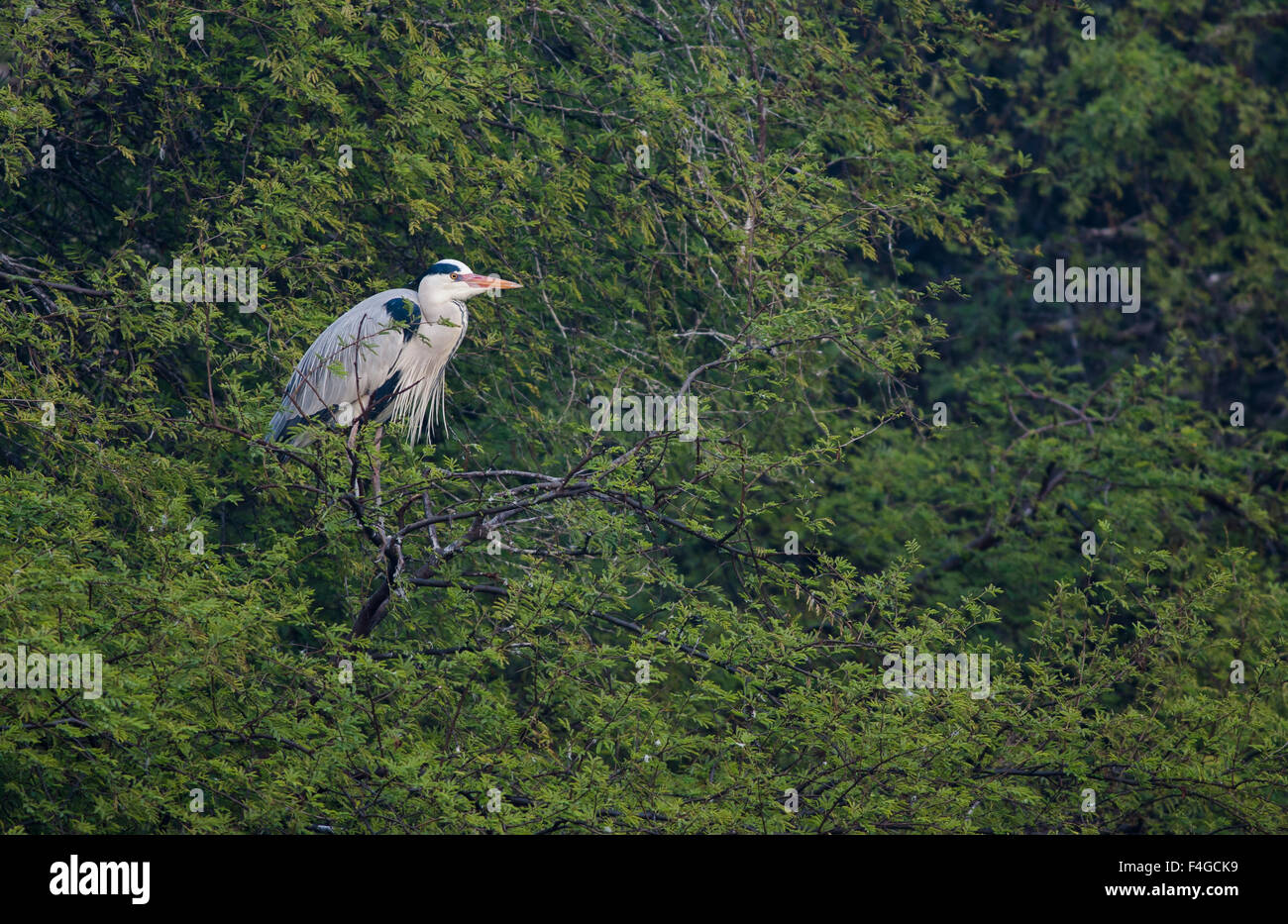 A Grey Heron perches on a branch with a green foliage background at Bharatpur bird sanctuary Stock Photo