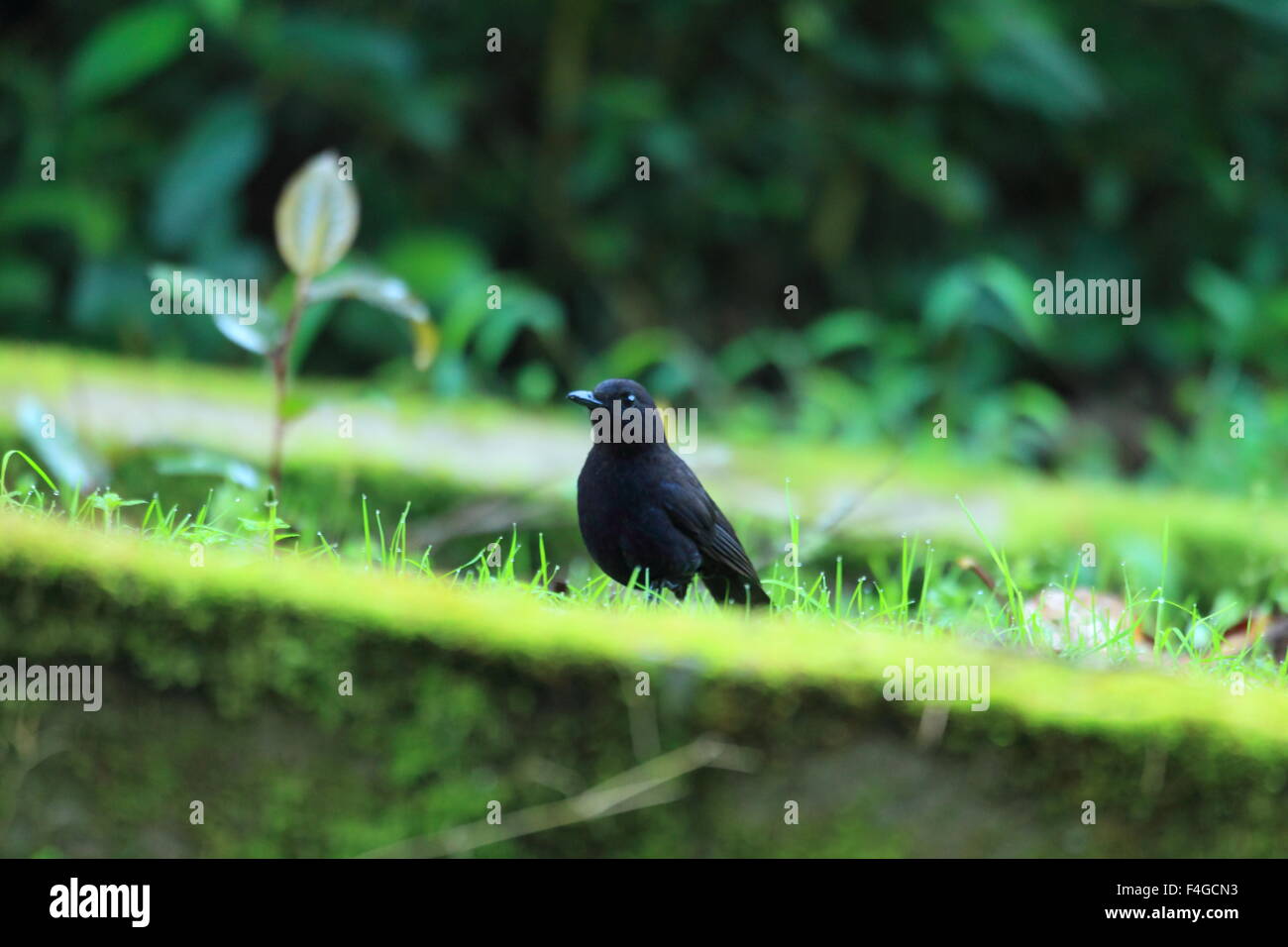 Bornean Whistling Thrush (Myophonus borneensis) in Borneo,Malaysia