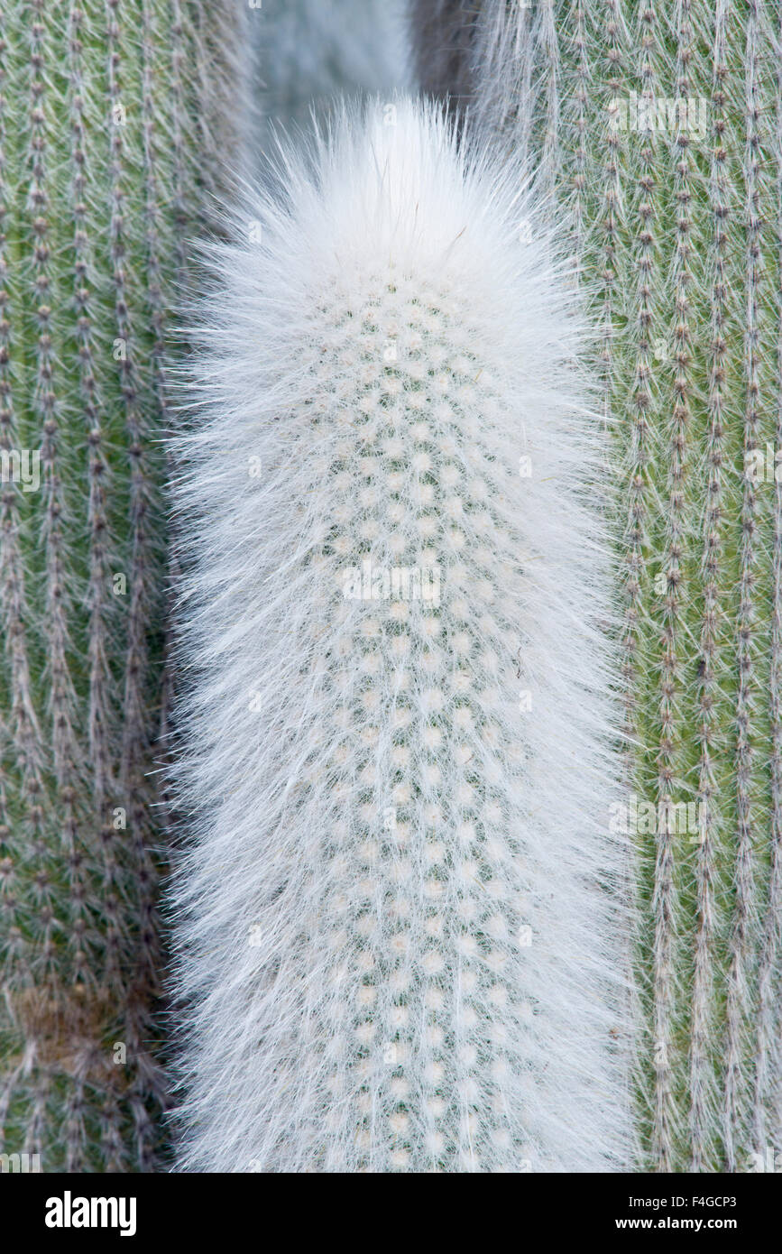 Usa Ca Pasadena The Huntington Botanical Garden Old Man Cactus