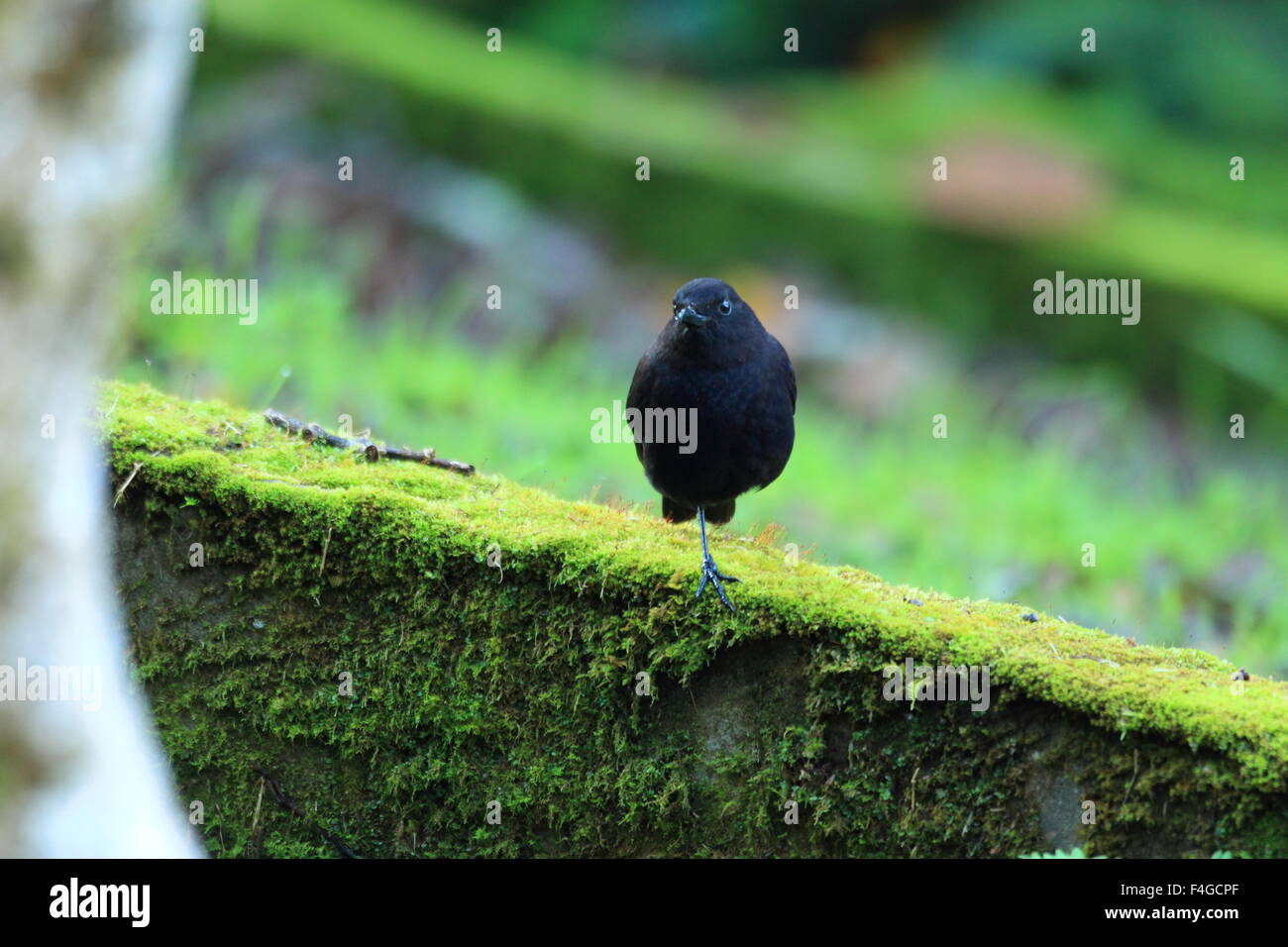 Bornean Whistling Thrush (Myophonus borneensis) in Borneo,Malaysia