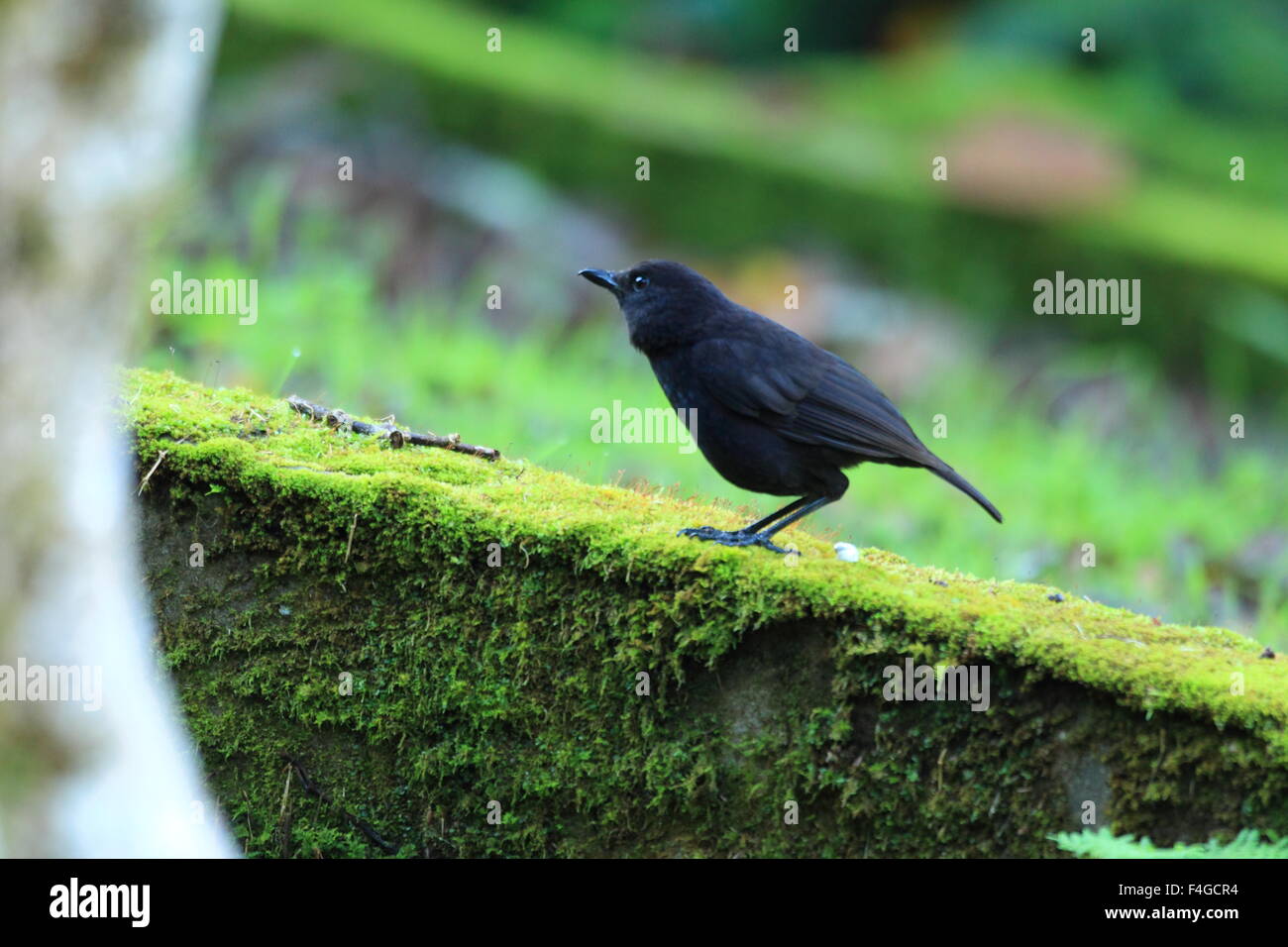 Bornean Whistling Thrush (Myophonus borneensis) in Borneo,Malaysia