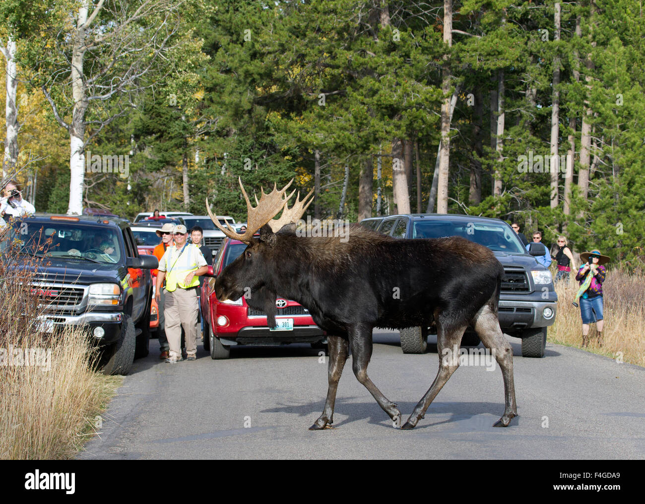 Bull crossing hi-res stock photography and images - Alamy