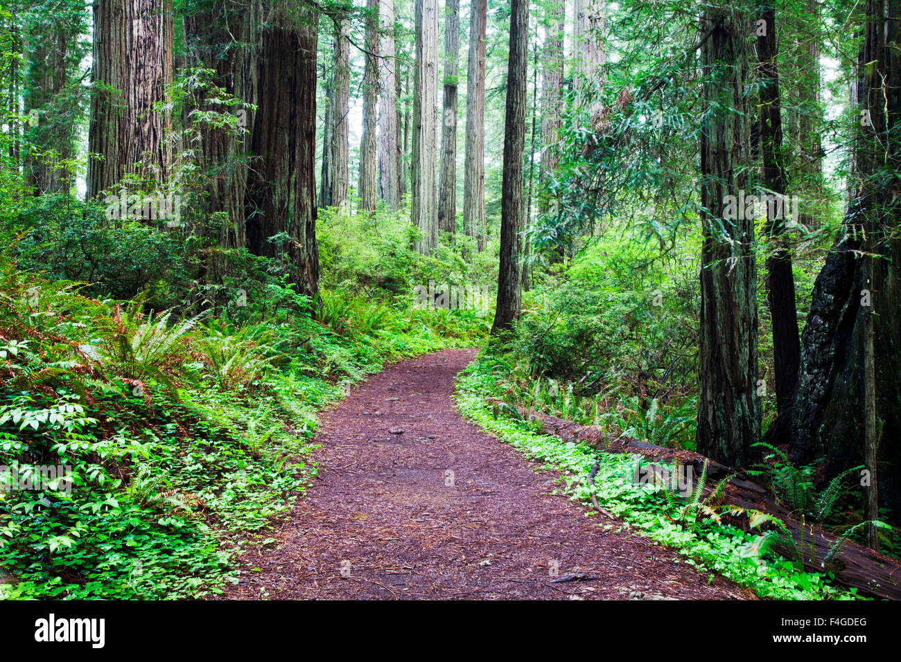 Hiking Trail in the Redwoods Stock Photo - Alamy