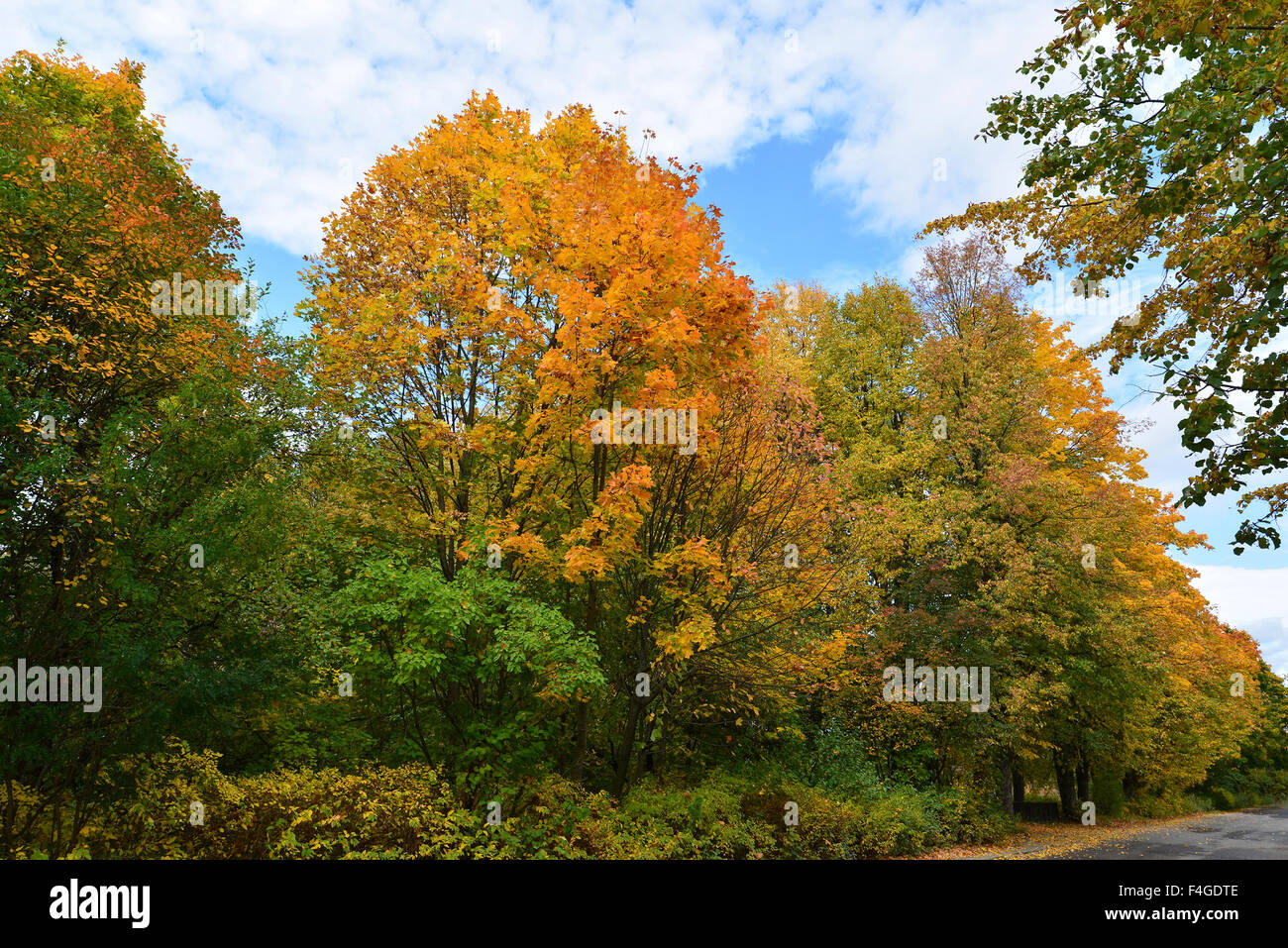 In early autumn park on  sunny day Stock Photo