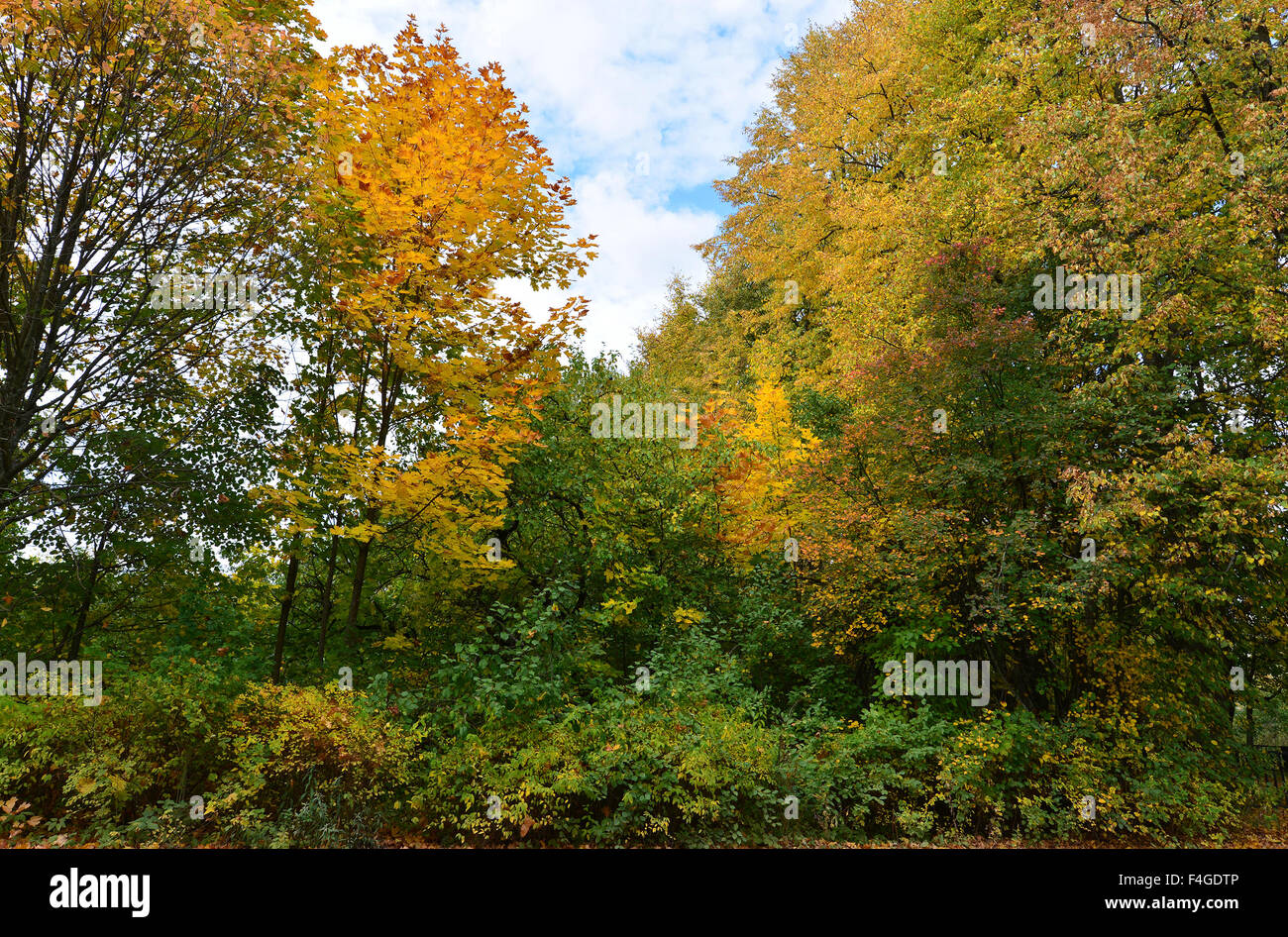 In early autumn park on  sunny day Stock Photo