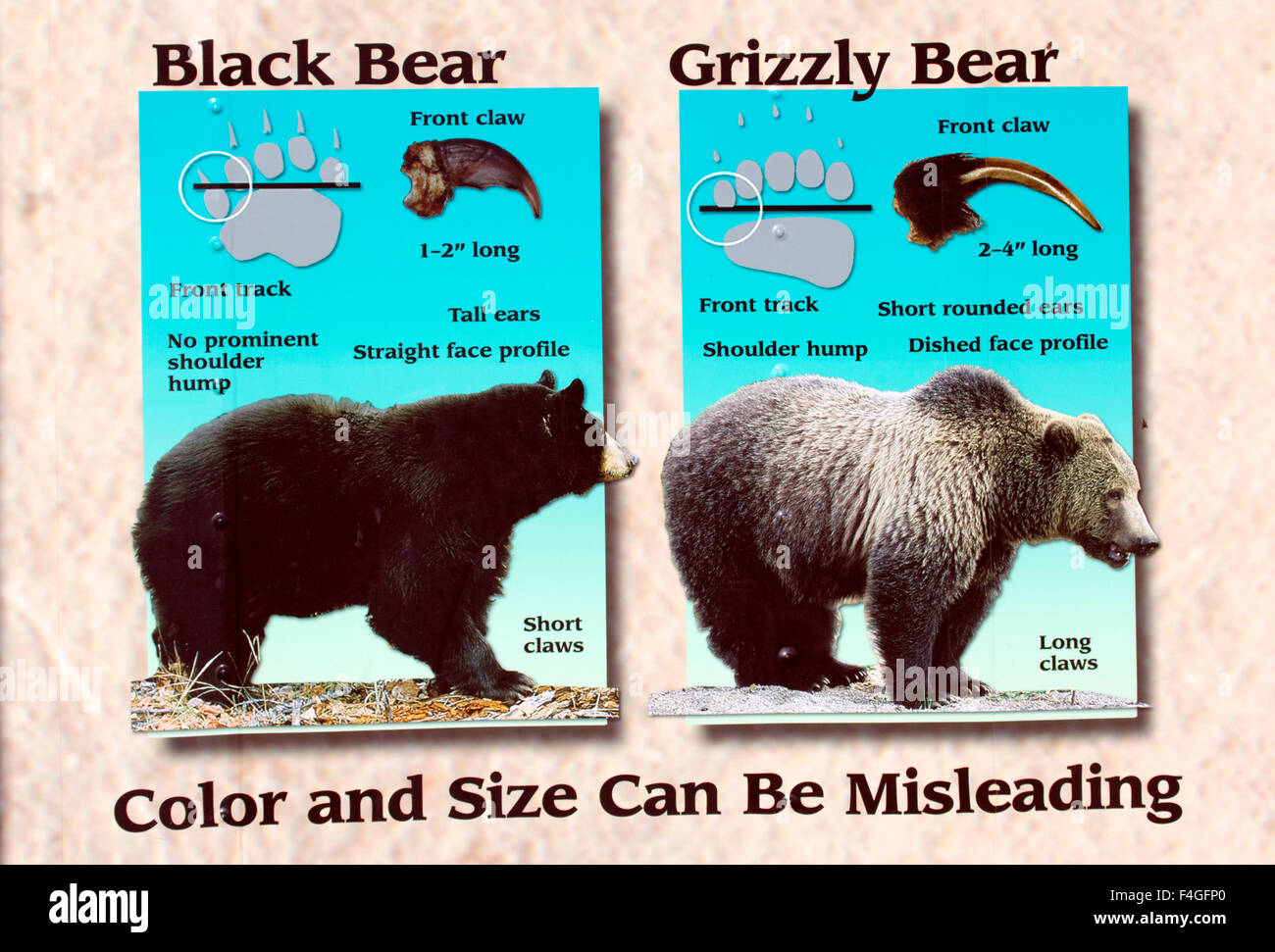 Poster Illustrating Differences Between Black & Brown Bears Stock Photo