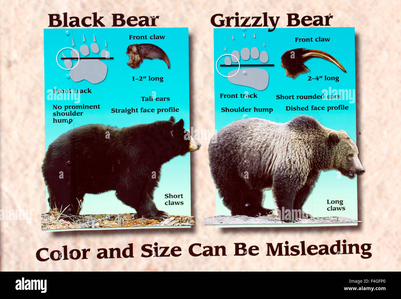 poster-illustrating-differences-between-black-brown-bears-stock-photo