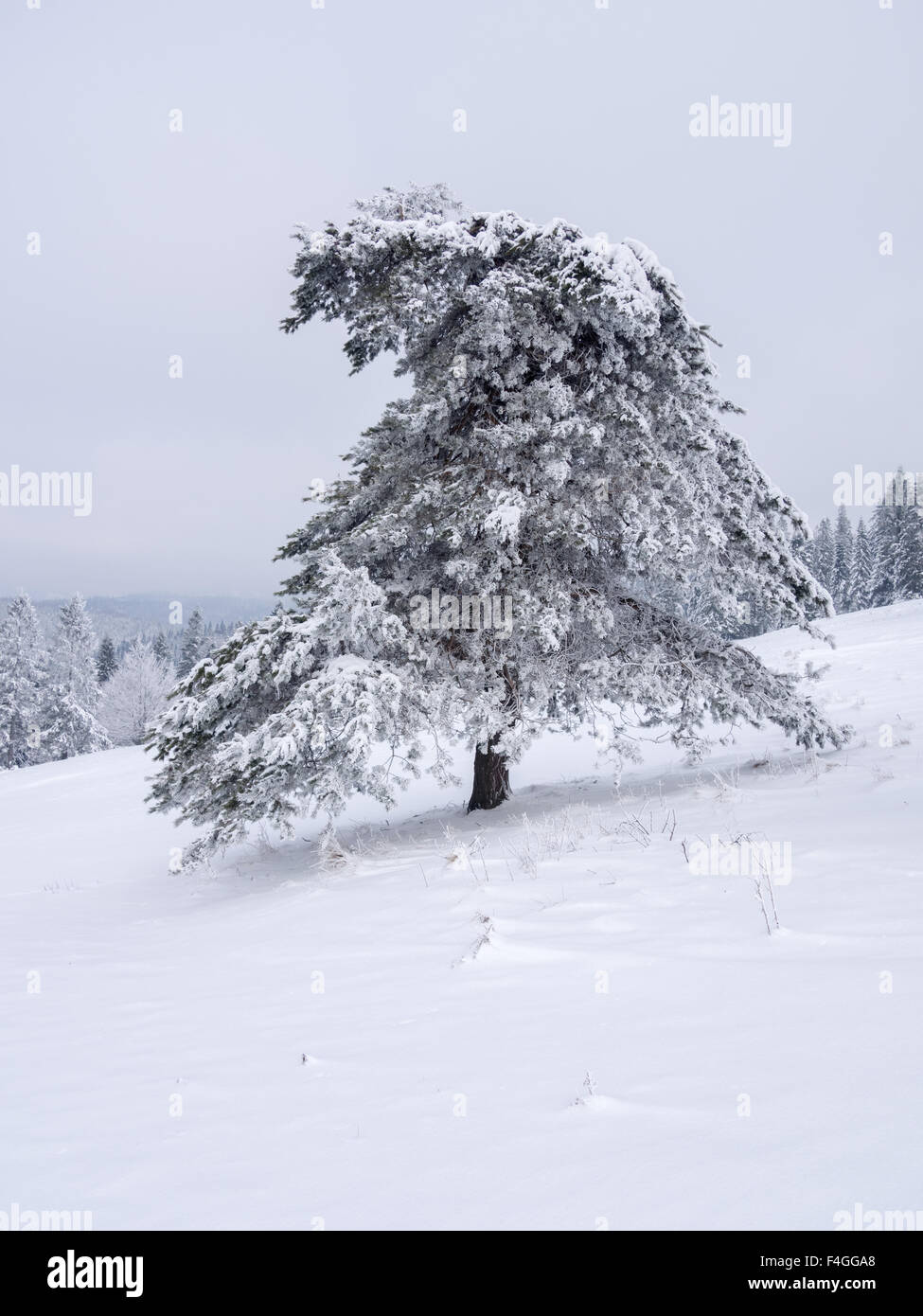 Pine tree covered by snow at winter mountains background Stock Photo ...