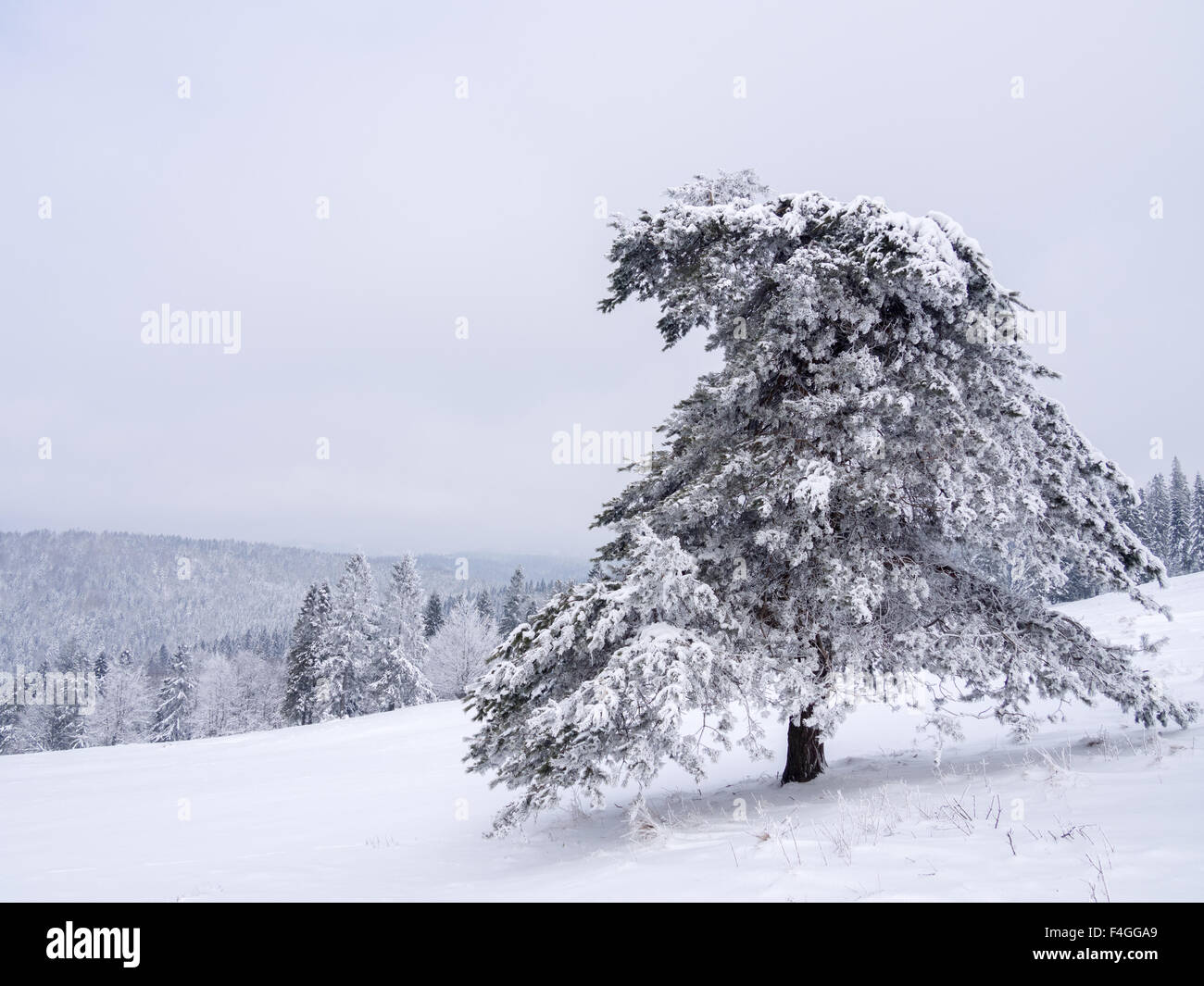 Pine tree covered by snow at winter mountains background Stock Photo ...