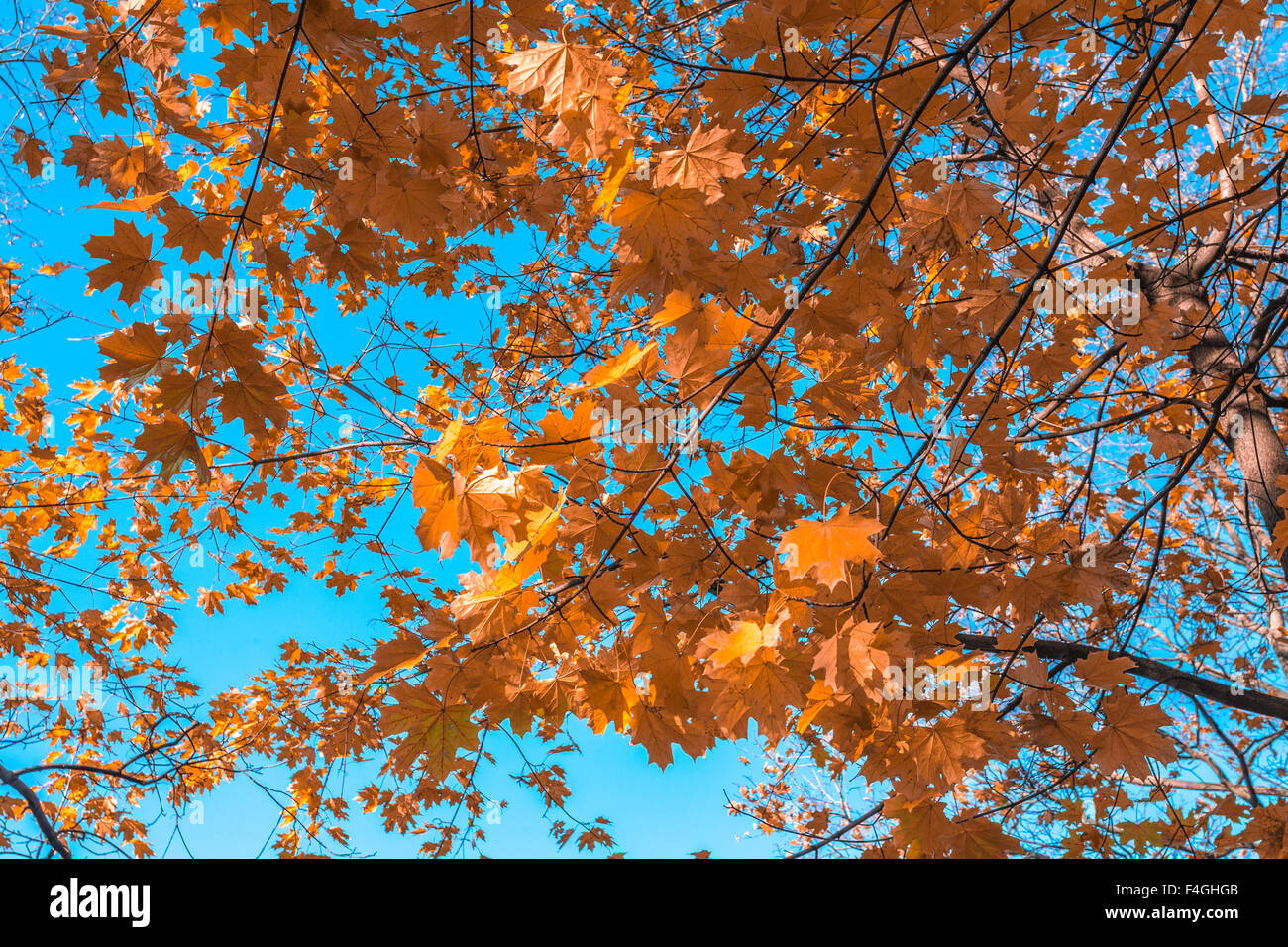 Autumn yellow leaves on a maple against the bottomless blue sky. Stock Photo