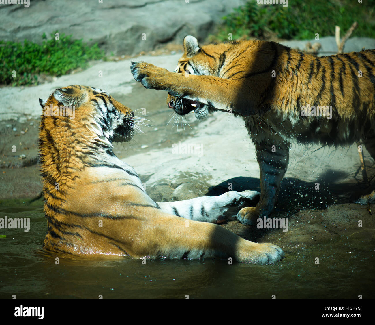 Swimming fighting tigers Stock Photo