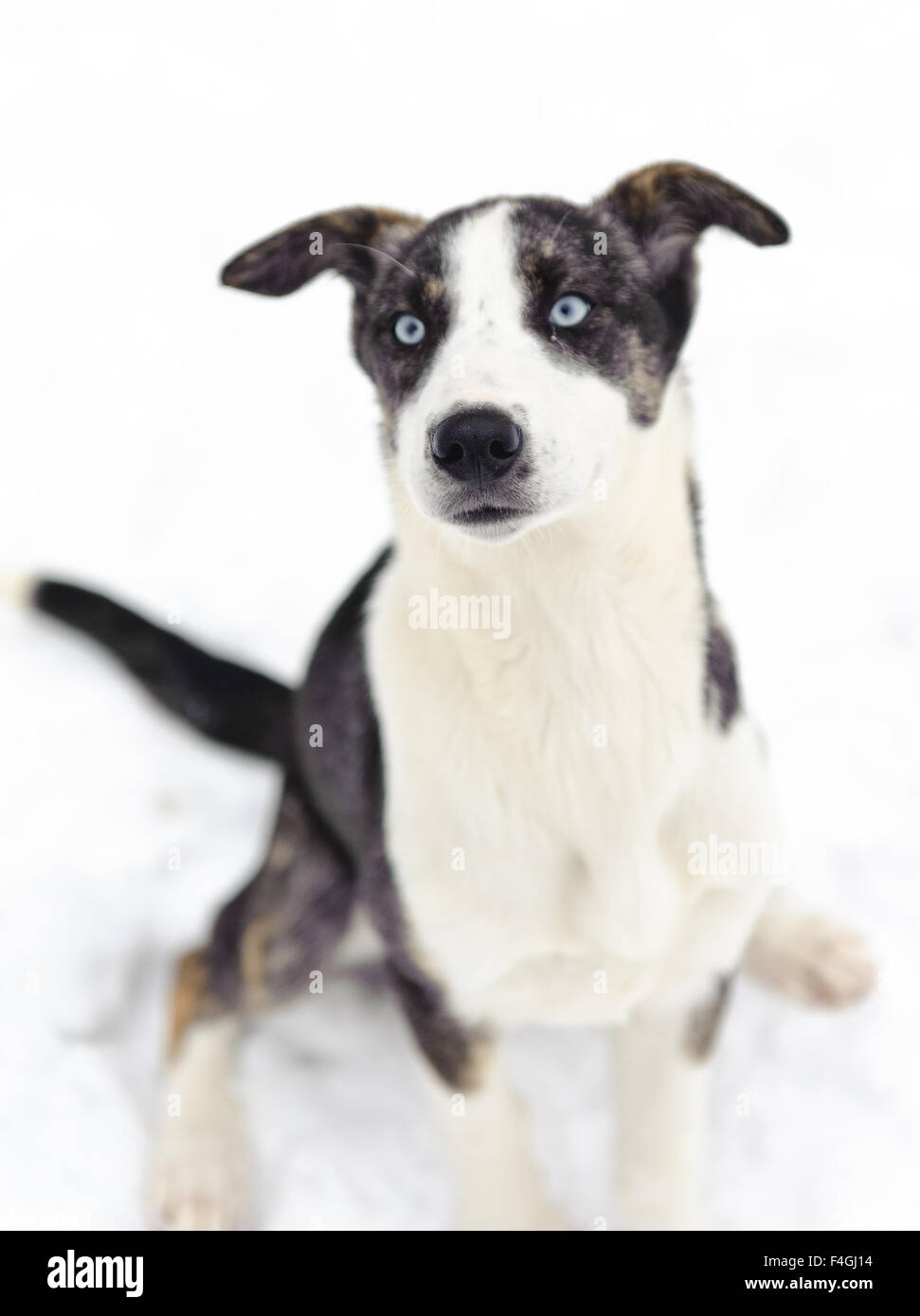 Husky sitting on snow in winter Stock Photo